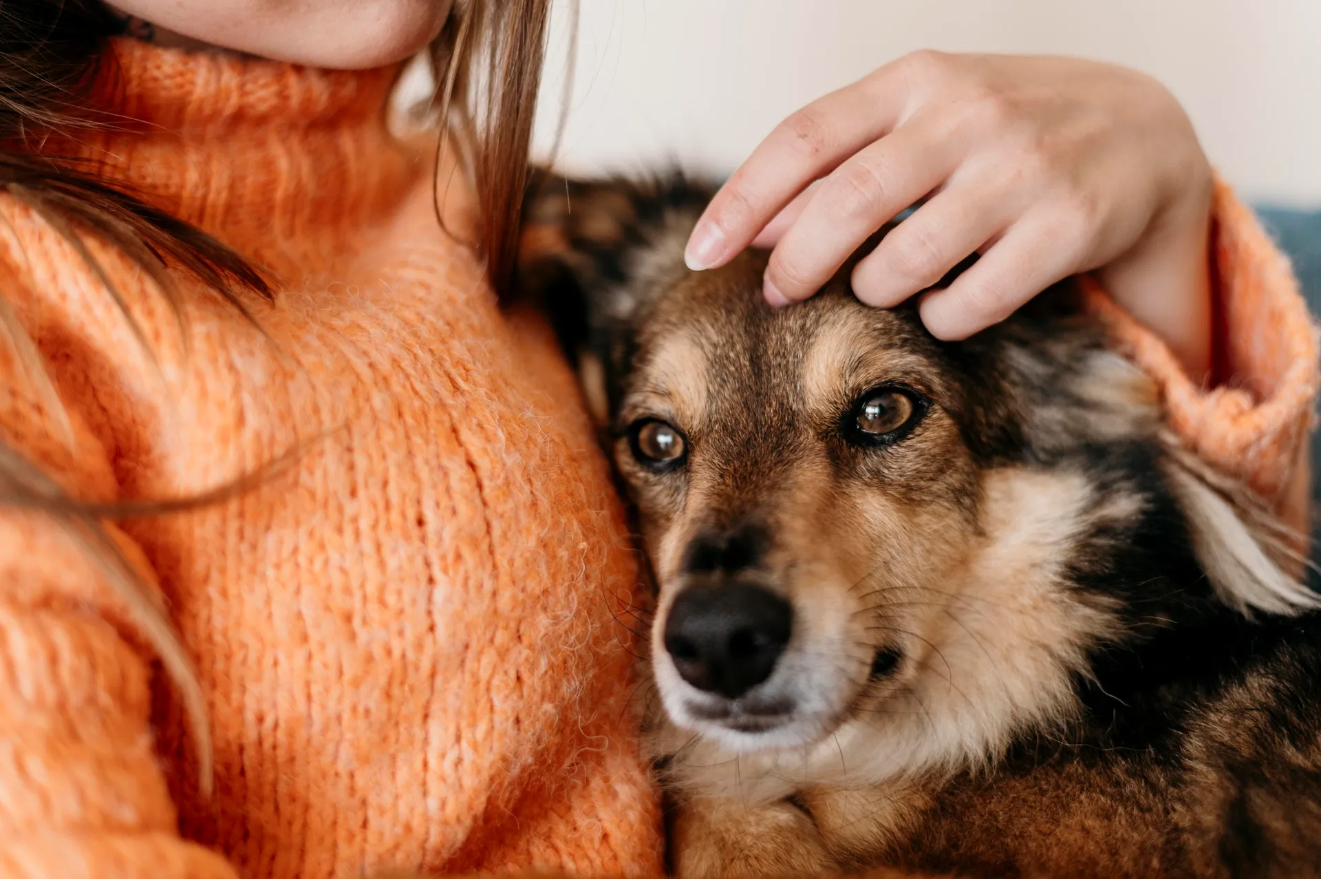 Pet sitter caring for dog at home